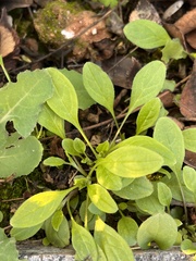 Trigonotis peduncularis