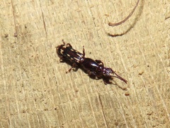 Arrhenodes minutus