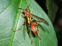 Mischocyttarus angulatus