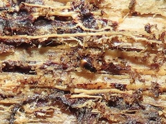 Mioptachys flavicauda