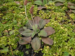 Plantago raoulii