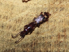 Arrhenodes minutus