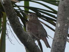 Turdus philomelos clarkei