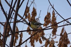 Parus major