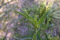 Chromolaena laevigata