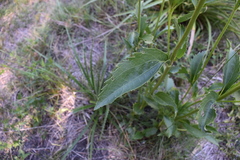 Chromolaena laevigata