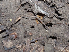 Acanthomyops