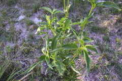 Chromolaena laevigata