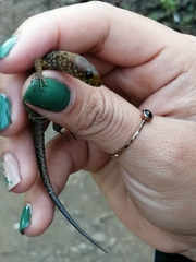 Lepidophyma pajapanensis