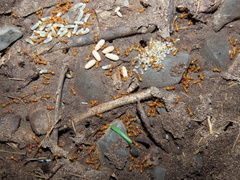 Acanthomyops