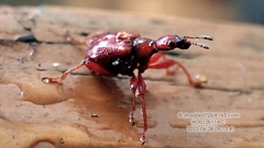 Leptapoderus