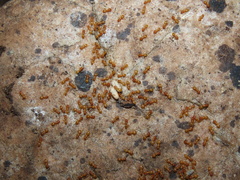 Acanthomyops