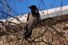 Corvus cornix