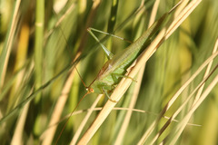 Conocephalus longipes