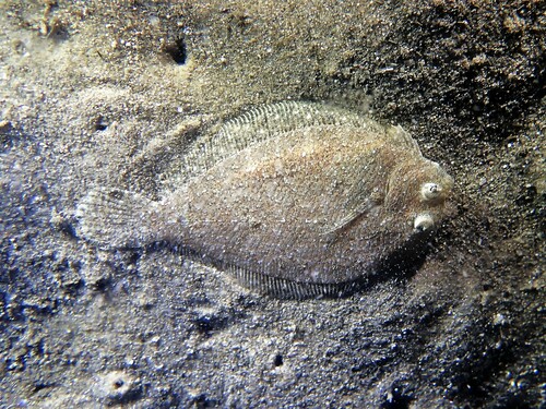 Flounder (Engyprosopon grandisquama) — Bothidae