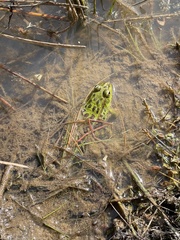 Lithobates spectabilis