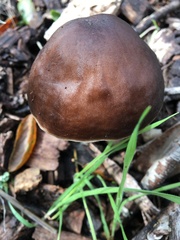 Pluteus exilis