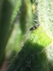 Sericothrips staphylinus