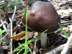 Pluteus exilis
