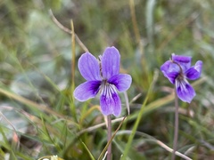 Viola philippica