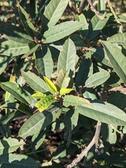 Frangula californica