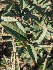 Frangula californica