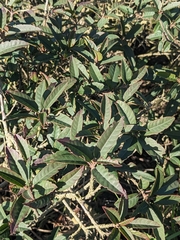 Frangula californica