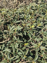 Frangula californica