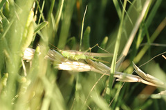 Conocephalus longipes