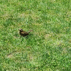 Turdus philomelos clarkei