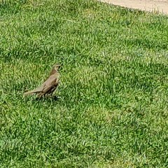 Turdus philomelos clarkei