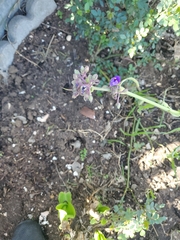 Tradescantia gigantea