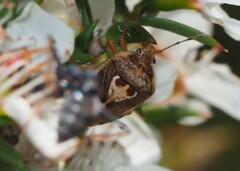 Eupolemus angularis