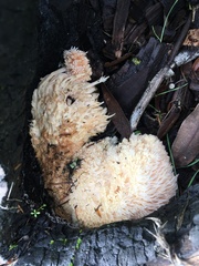 Hericium erinaceus