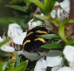 Castiarina rectifasciata