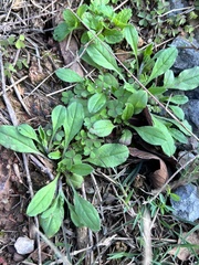 Trigonotis peduncularis