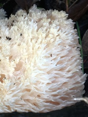 Hericium erinaceus