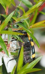 Castiarina rectifasciata