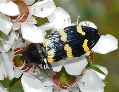 Castiarina rectifasciata
