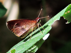 Synapte pecta