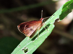 Synapte pecta