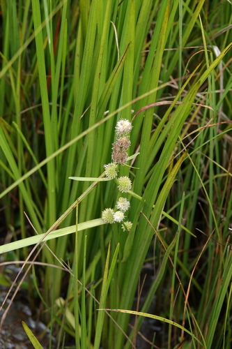 Burr-reed (Sparganium subglobosum)