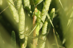 Conocephalus longipes