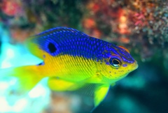 Stegastes flavilatus