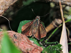 Eprius veleda veleda