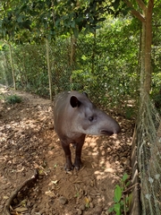Tapirus