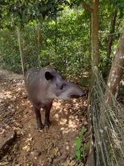 Tapirus