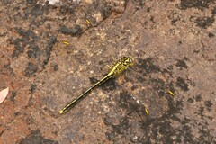 Austrogomphus guerini