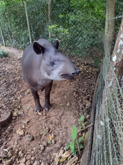 Tapirus