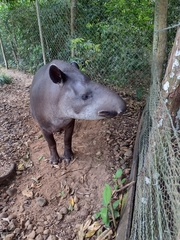Tapirus